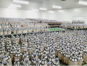 Câu chuyện thành công: “Thành công từ mô hình sản xuất nấm Linh Chi tại Hà Nam”