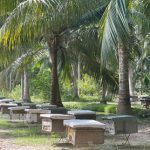 Dừa trở thành cây công nghiệp chủ lực