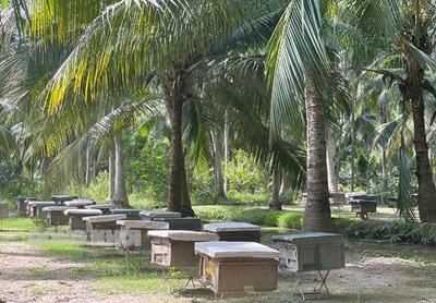 Dừa trở thành cây công nghiệp chủ lực