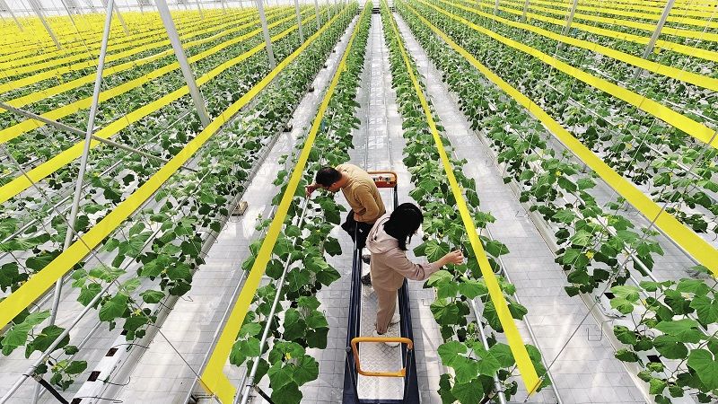 Nông nghiệp thông minh thay áo mới cho nông thôn Trung Quốc